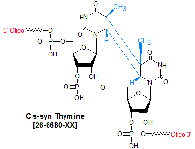 e oligos modifications thymine dimer cis syn