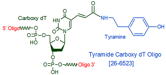 picture of Tyramide CO dT oligo Internal