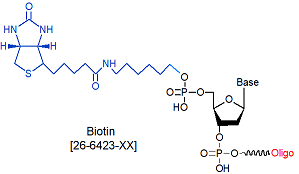 picture of Biotin 3'
