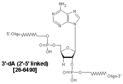 2'-5' linked