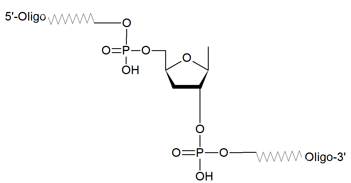 2'-5' linked oligos