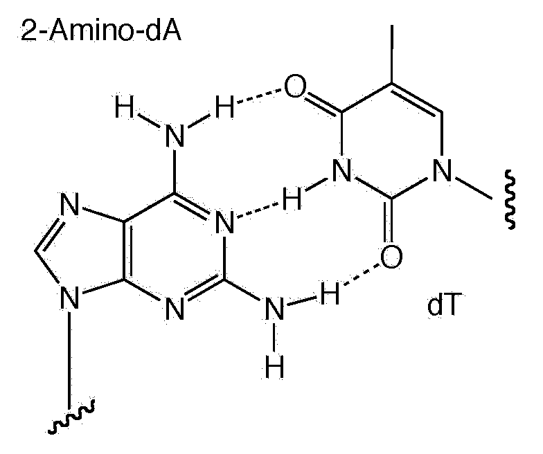 2-Amino dA-dT base pairing