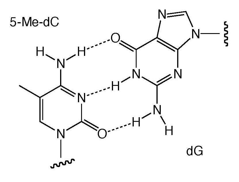 5-Me-dC-dG base pairing