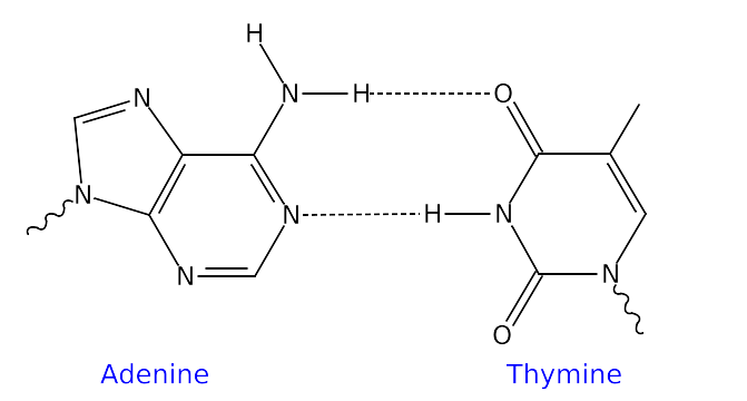 A-T base pairing
