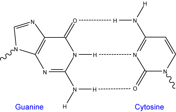 G-C Base Pairing