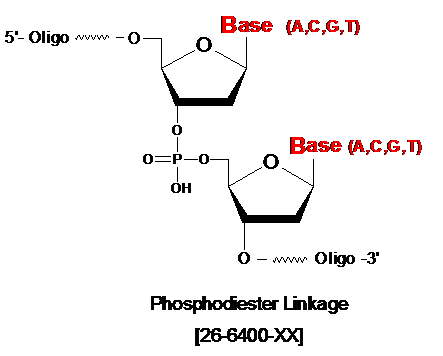 Phosphodiester linkage