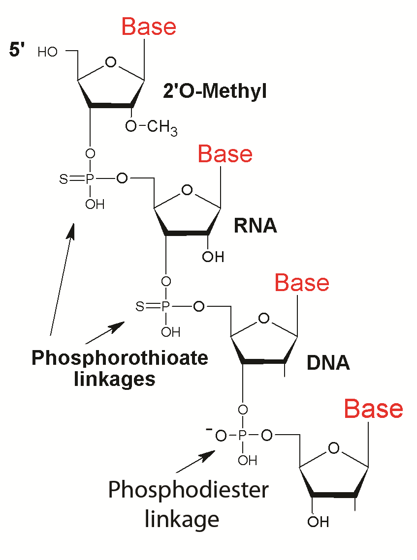 chimeric sirna modifications