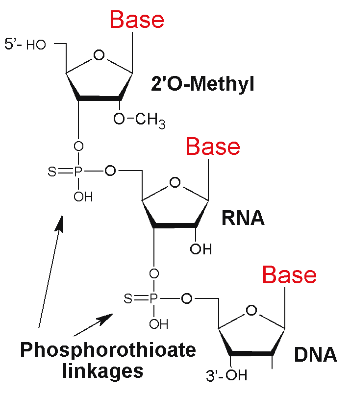 phosphorothioate linkages sirna