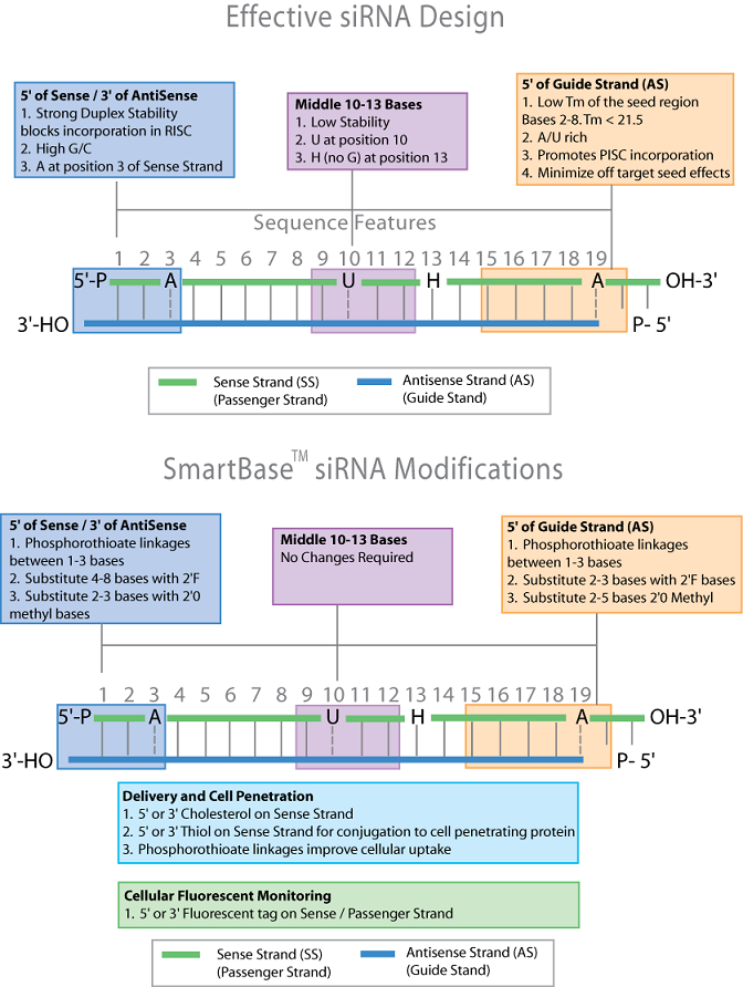 effective sirna design