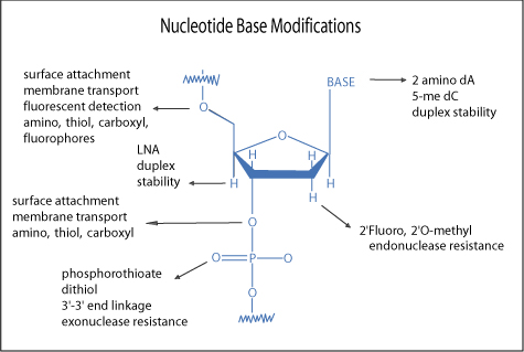 sirna modifications