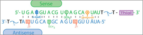 sirna modifications