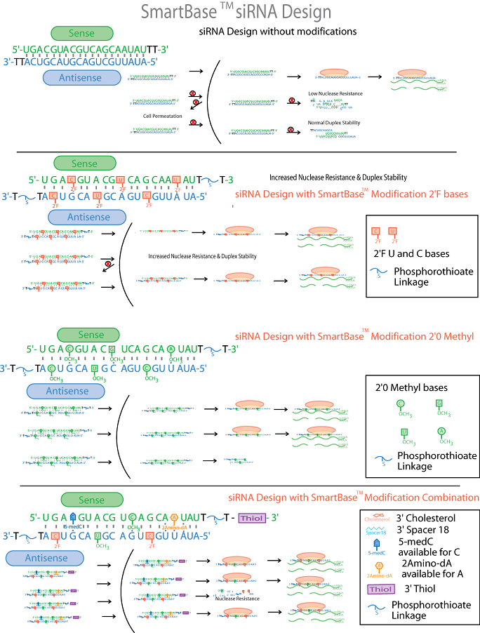 smart sirna modifications design