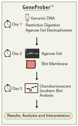 GeneProber Flow Chart