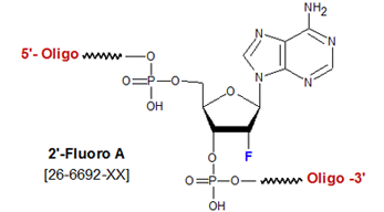 https://www.genelink.com/newsite/products/images/modificationimages/2'-Fluoro-deoxyadenosine-(2'-F-A).png