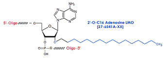 picture of 2'-O-C16 Adenosine LMO: 2'-O-hexadecyl (C16)