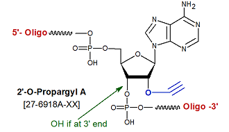 picture of 2'-O-propargyl/Alkyne A