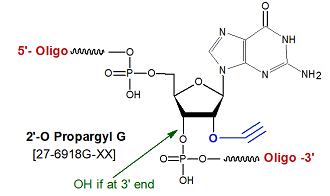 picture of 2'-O-propargyl/Alkyne G