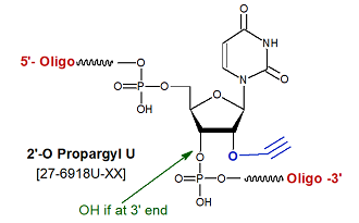 picture of 2'-O-propargyl/Alkyne U