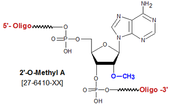 picture of 2'-O methyl adenosine A