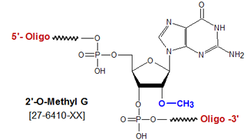 picture of 2'-O methyl guanosine G