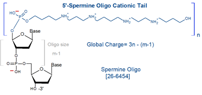 picture of Spermine Oligo Cationic Tail (ZNA-Oligos)