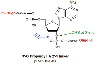 picture of 3'-O-propargyl/Alkyne A 2'-5' linked