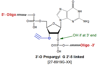 picture of 3'-O-propargyl/Alkyne G 2'-5' linked