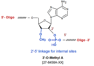 picture of 3'-O methyl rA (2'-5' linked)