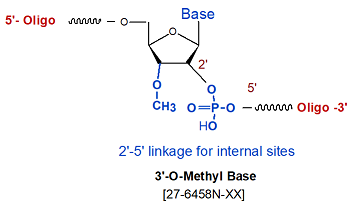 picture of 3'-O methyl bases (2'-5' linked)