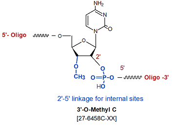 picture of 3'-O methyl rC (2'-5' linked)