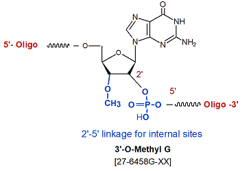 picture of 3'-O methyl rG (2'-5' linked)