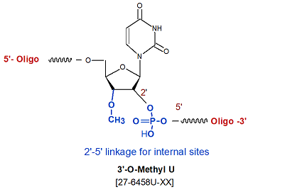 picture of 3'-O methyl rU (2'-5' linked)