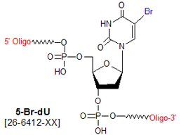 picture of 5-bromo deoxyuridine (Br-dU)