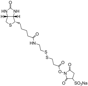 picture of Biotin-SS-NHS-Sulfo