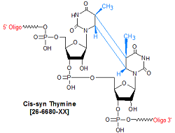 picture of Cis-syn Thymine Dimer Cyclobutane Pyrimidine Dimer (CPD)