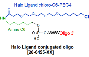 picture of Halo Chloro Oligo Tag C6 PEG4 NHS