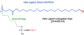 picture of Halo Chloro Oligo Tag C6 PEG4 NHS