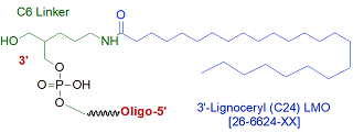 picture of Lignoceryl C24 (3') LMO