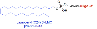 picture of Lignoceryl C24 (5') LMO