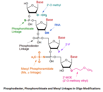 picture of Mesyl Phosphoramidate Linkages (Ms, u)