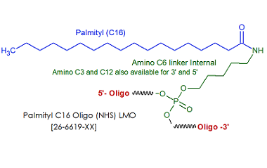 picture of Palmityl C16 Oligo (NHS) LMO