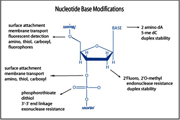 picture of Custom DNA CEP (amidite)