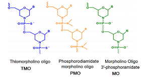 picture of Morpholino Phosphoroamidate Oligo A [MO-A]