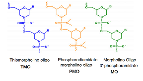 picture of Thio-Morpholino Oligo G [TMO-G]